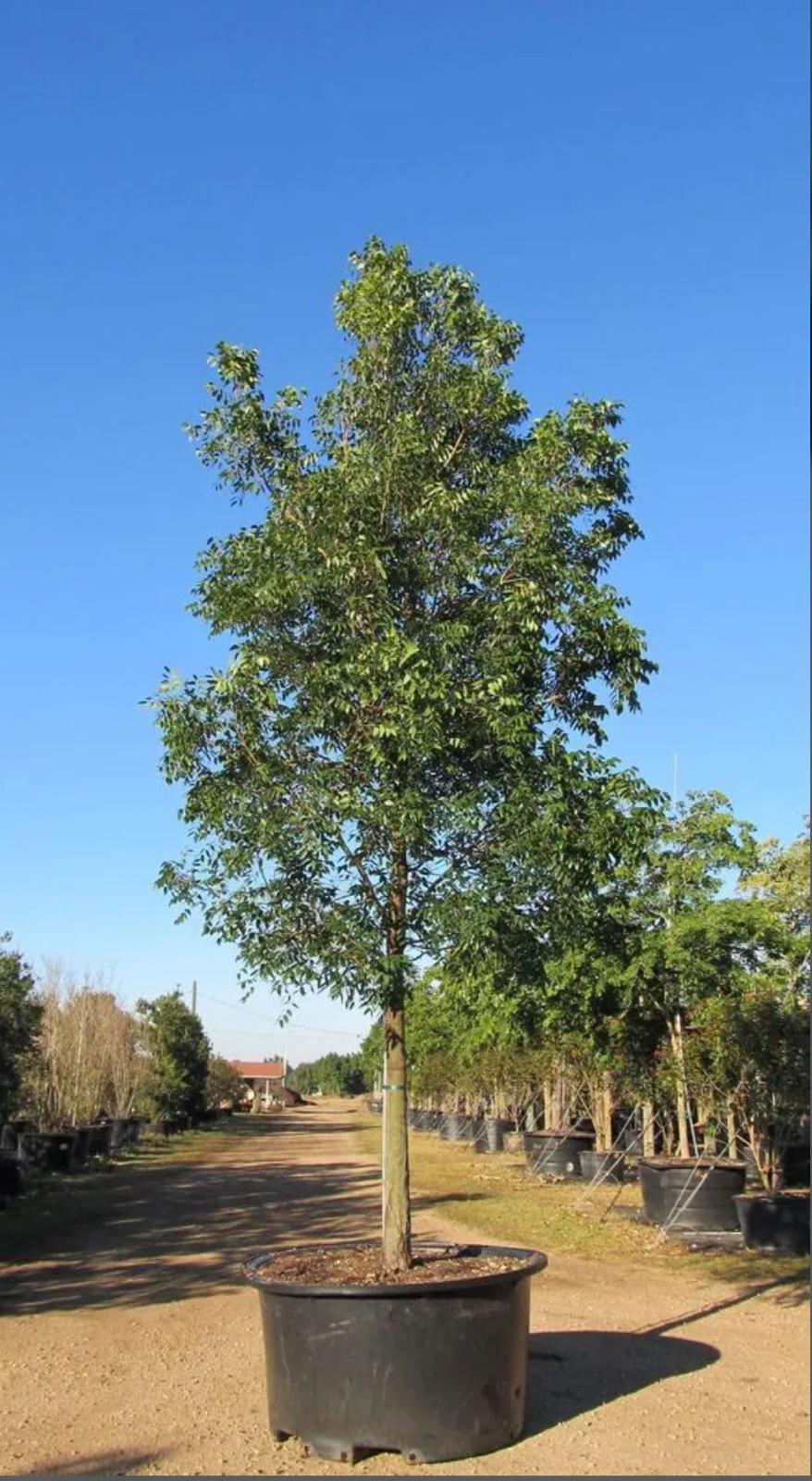 West Indian Mahogany, Cuban Mahogany – Swietenia Mahagoni