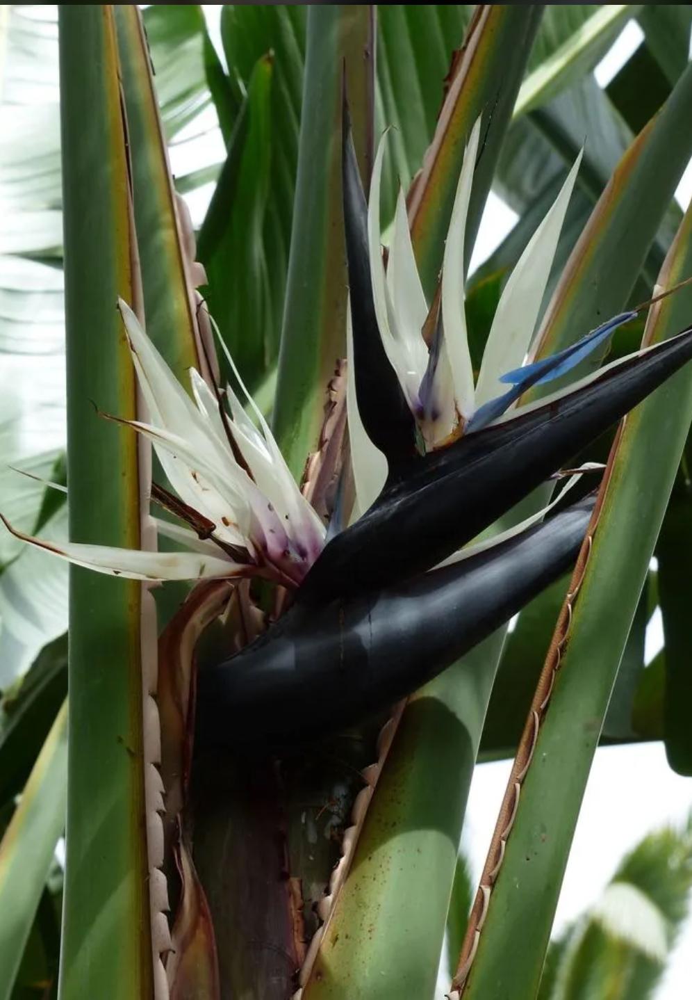 White Bird Of Paradise – Strelitzia Nicolai