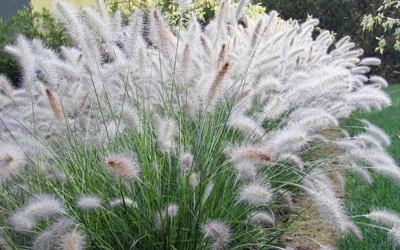 White Fountain Grass – Pennisetum Setaceum ‘Alba’