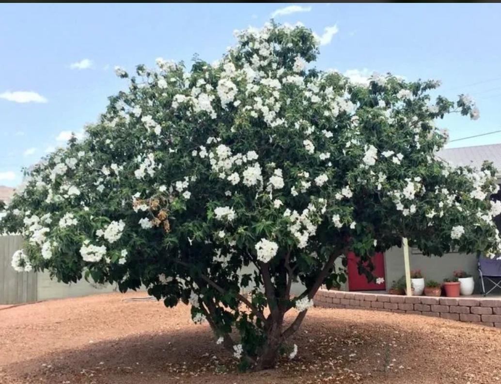 White Geiger, Texas Olive – Cordia Boissieri
