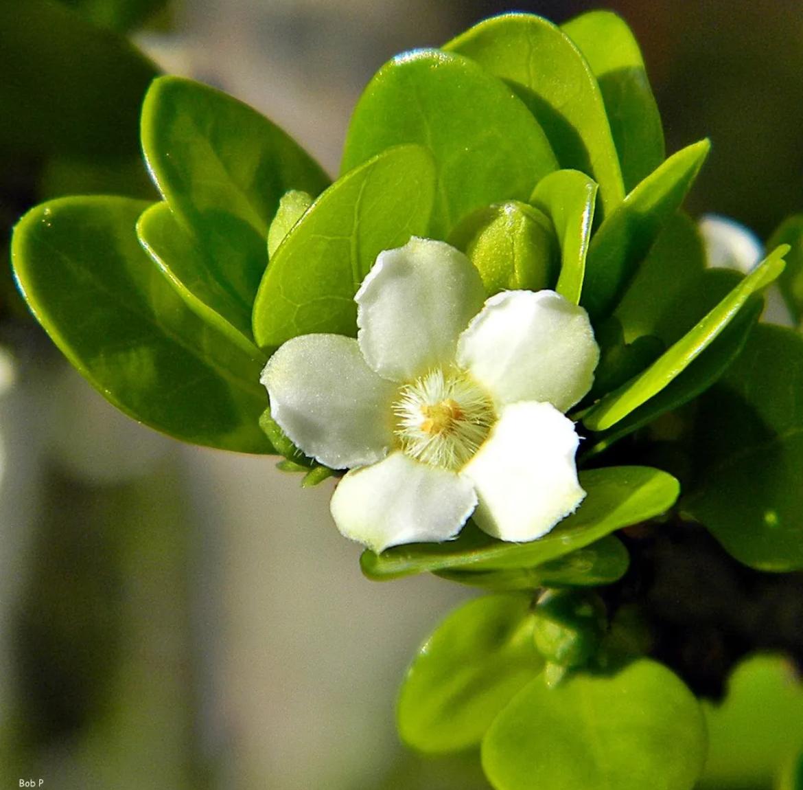 White Indigoberry – Randia Aculeata