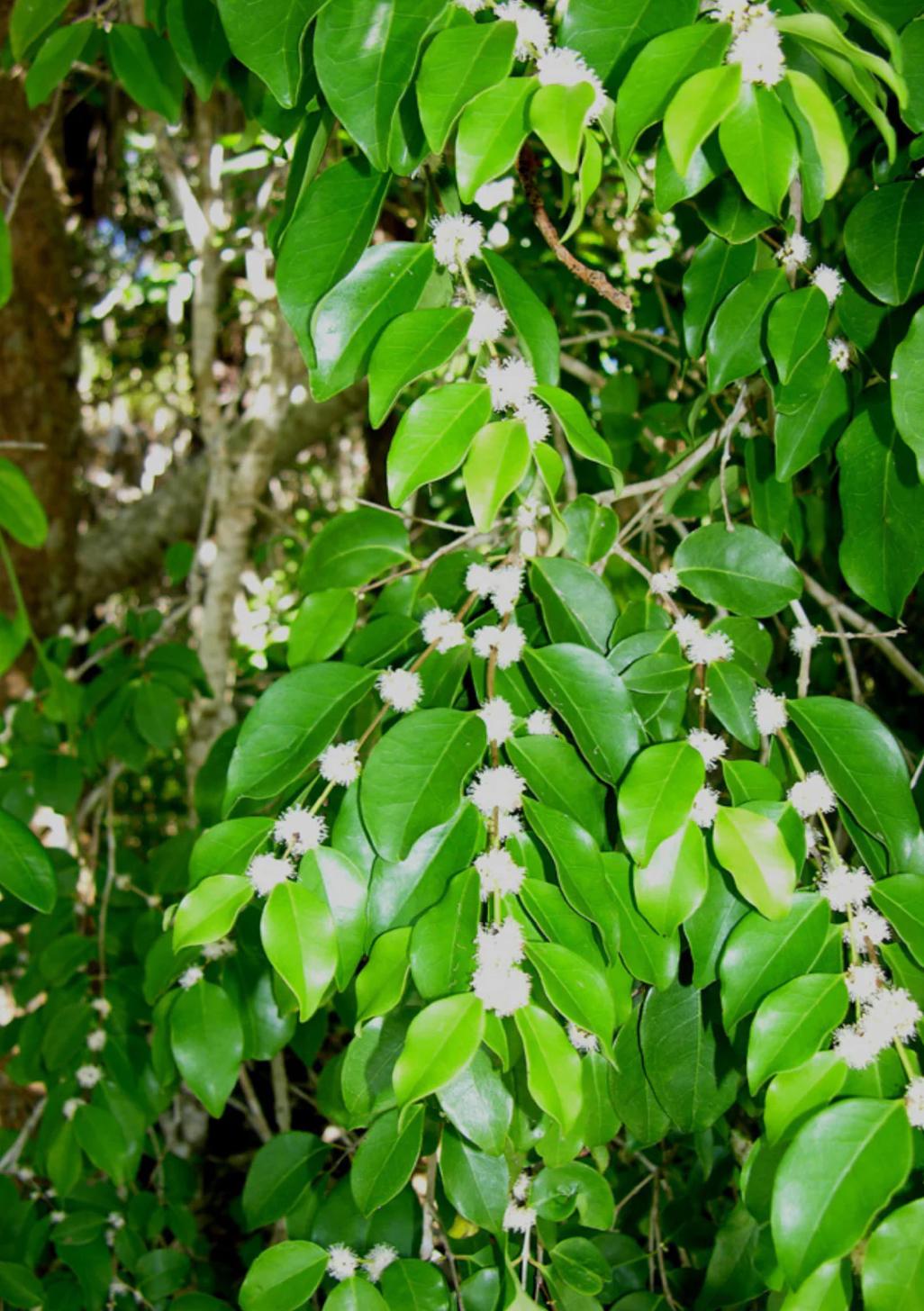 White Stopper – Eugenia Axillaris