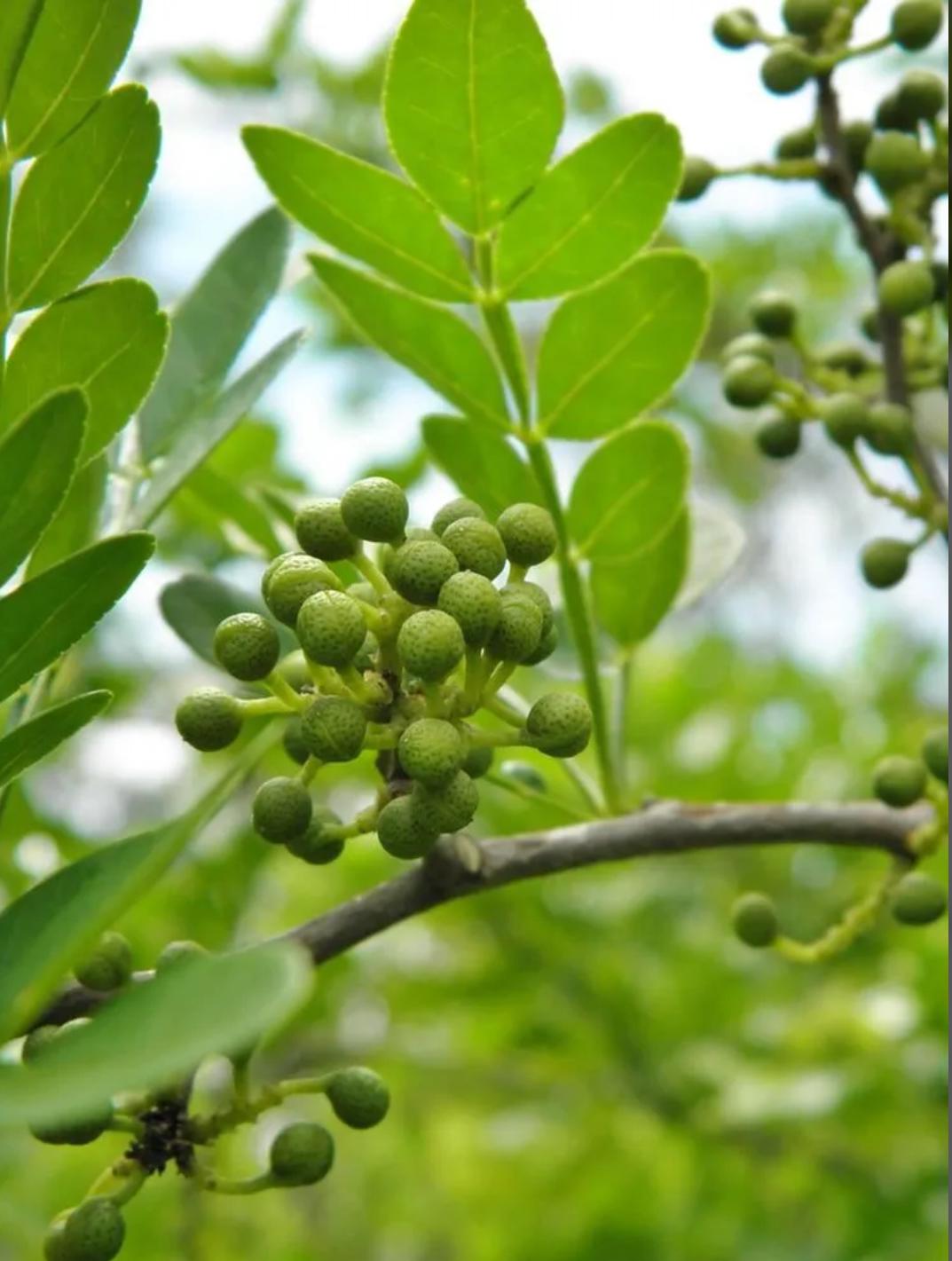 Wild-Lime, Lime Prickly-Ash – ZZ Plant