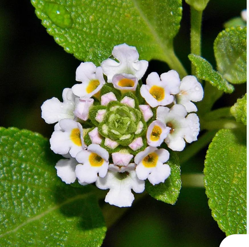 Wild-Sage, Buttonsage – Lantana Involucrata