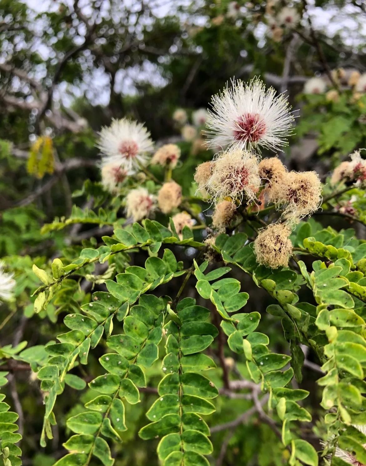 Wild-Tamarind, False Tamarind – Lysiloma Latisiliquum