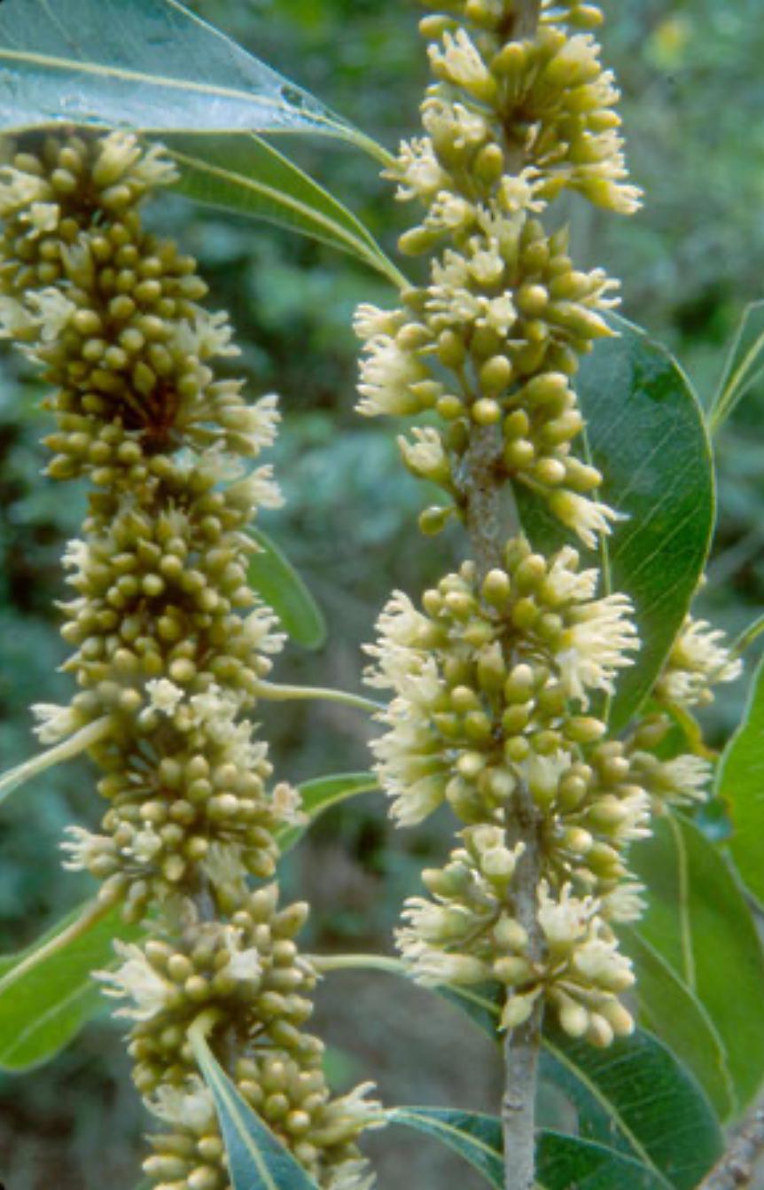Willow-Bustic, White Bully – Sideroxylon Salicifolium