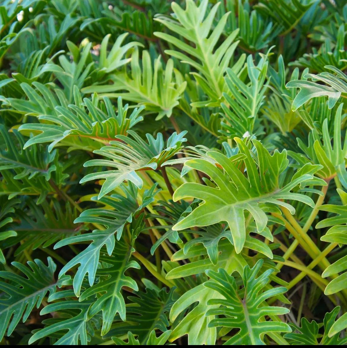 Xanadu – Philodendron ‘Xanadu’