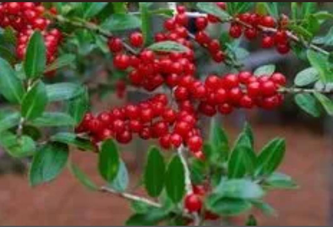 Yaupon Holly Ilex Vomitoria ‘Stokes Dwarf’ – Ilex Vomitoria ‘Schillings’