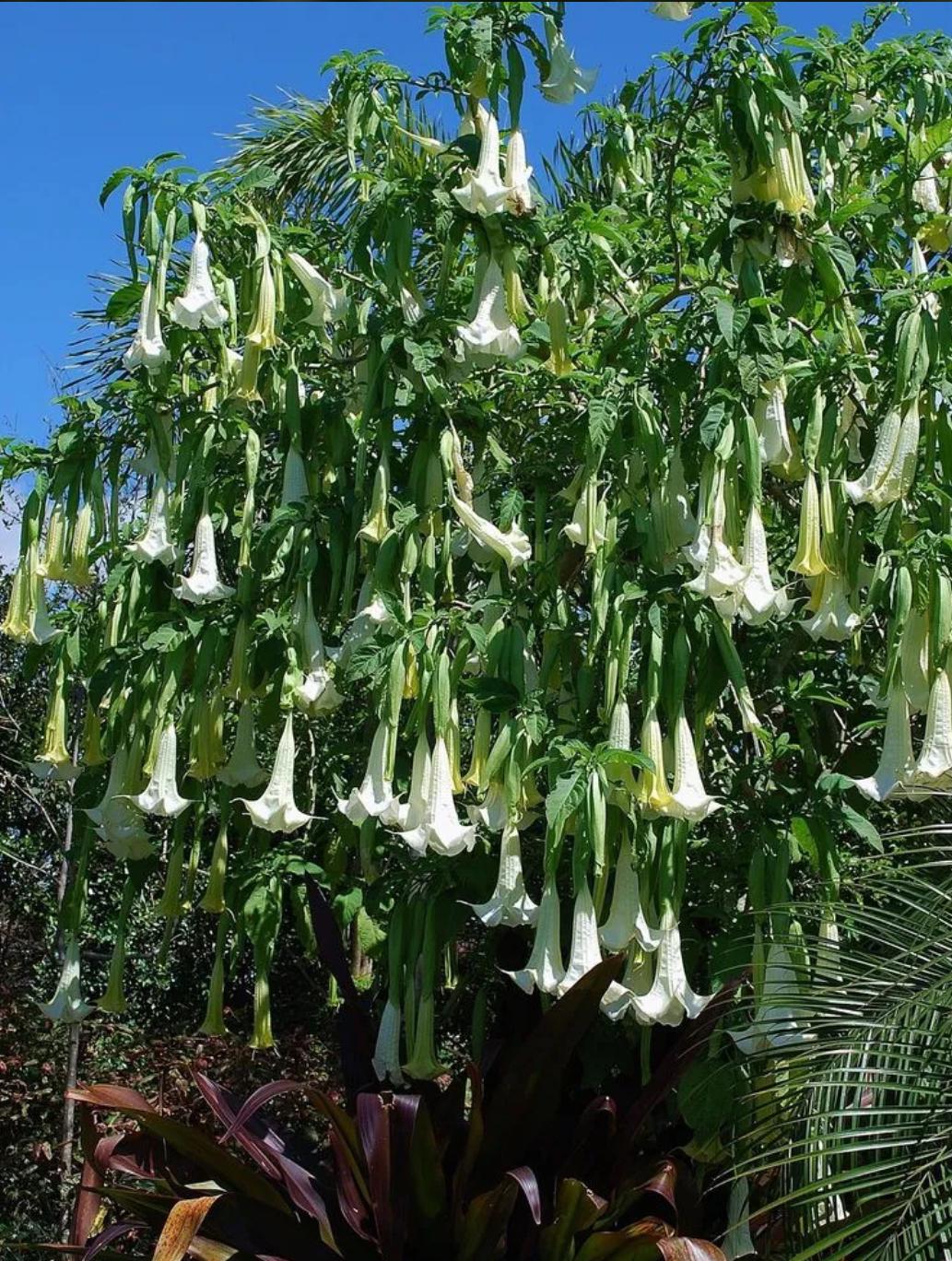 Yellow Elder, Esperanza, Trumpetflower, Bells Of Fire – Tecoma Stans
