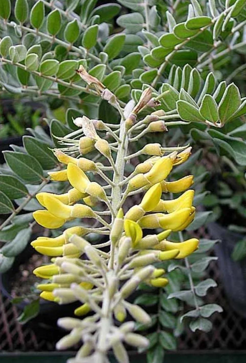 Yellow Necklacepod – Sophora Tomentosa Var. Truncata