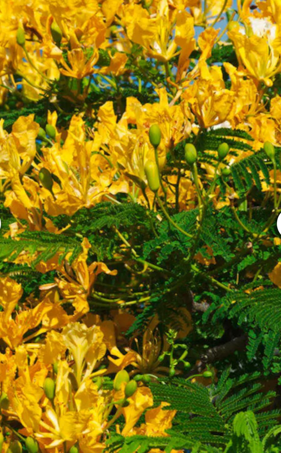 Yellow Poinciana – Peltophorum Dubium