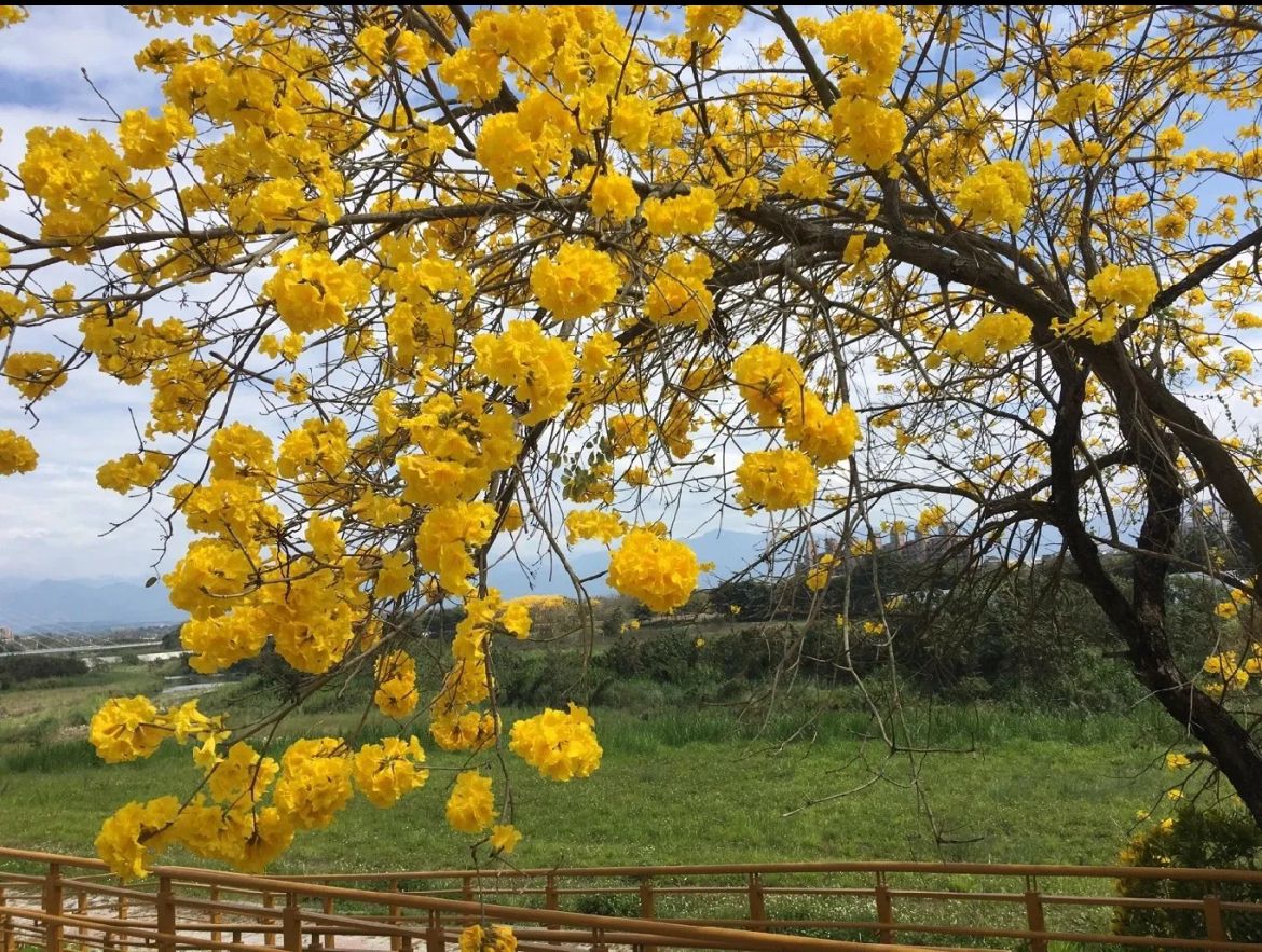 Yellow Trumpet Tree – Tabebuia Caraiba