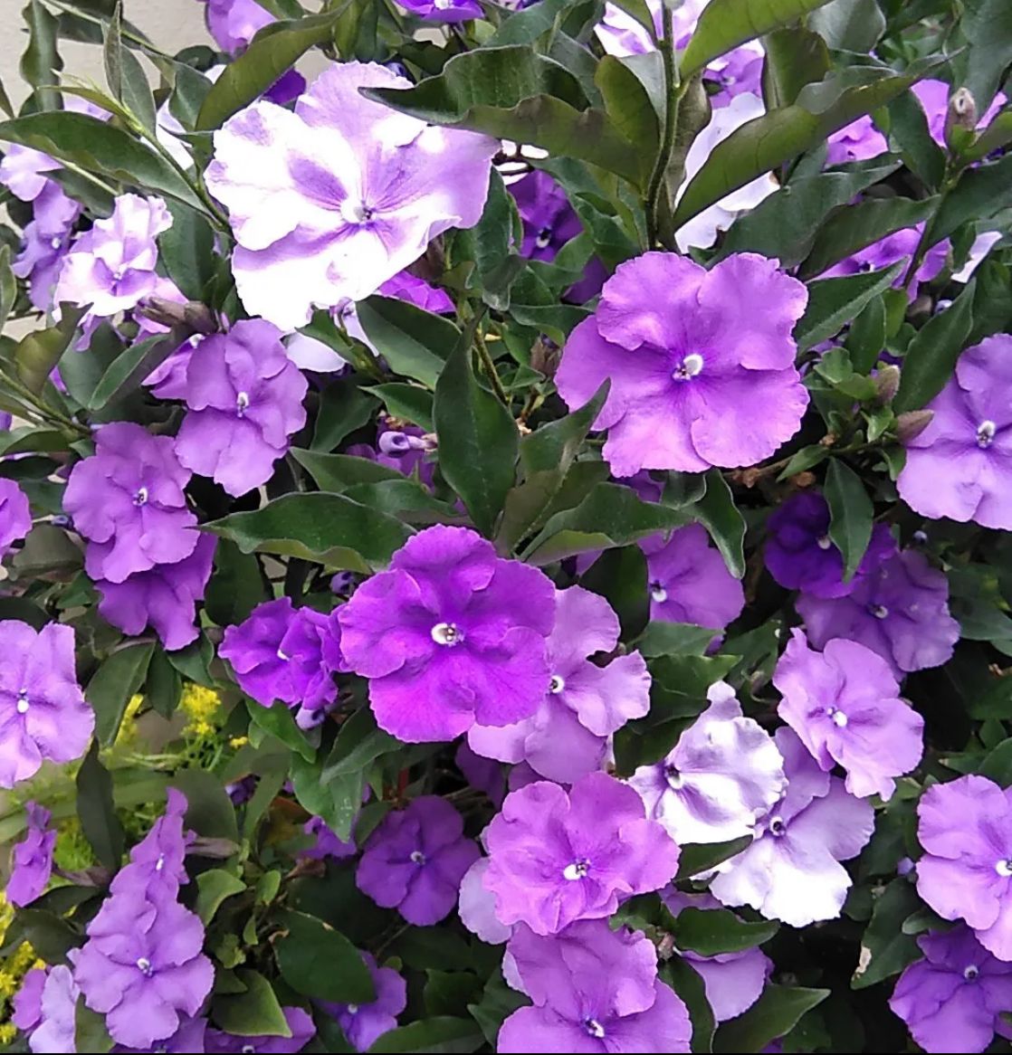 Yesterday Today Tomorrow – Brunfelsia Grandiflora