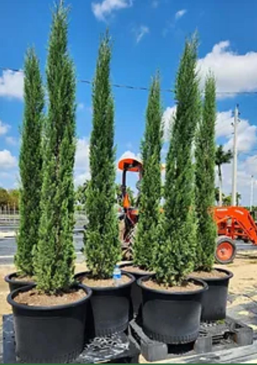 Italian Cypress-Cupressus sempervirens