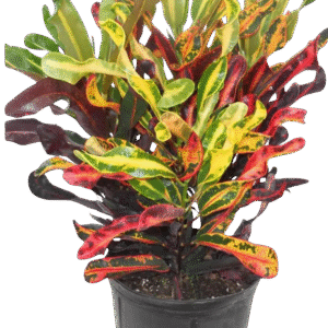 Croton – Codiaeum Variegatum ‘Mammey’