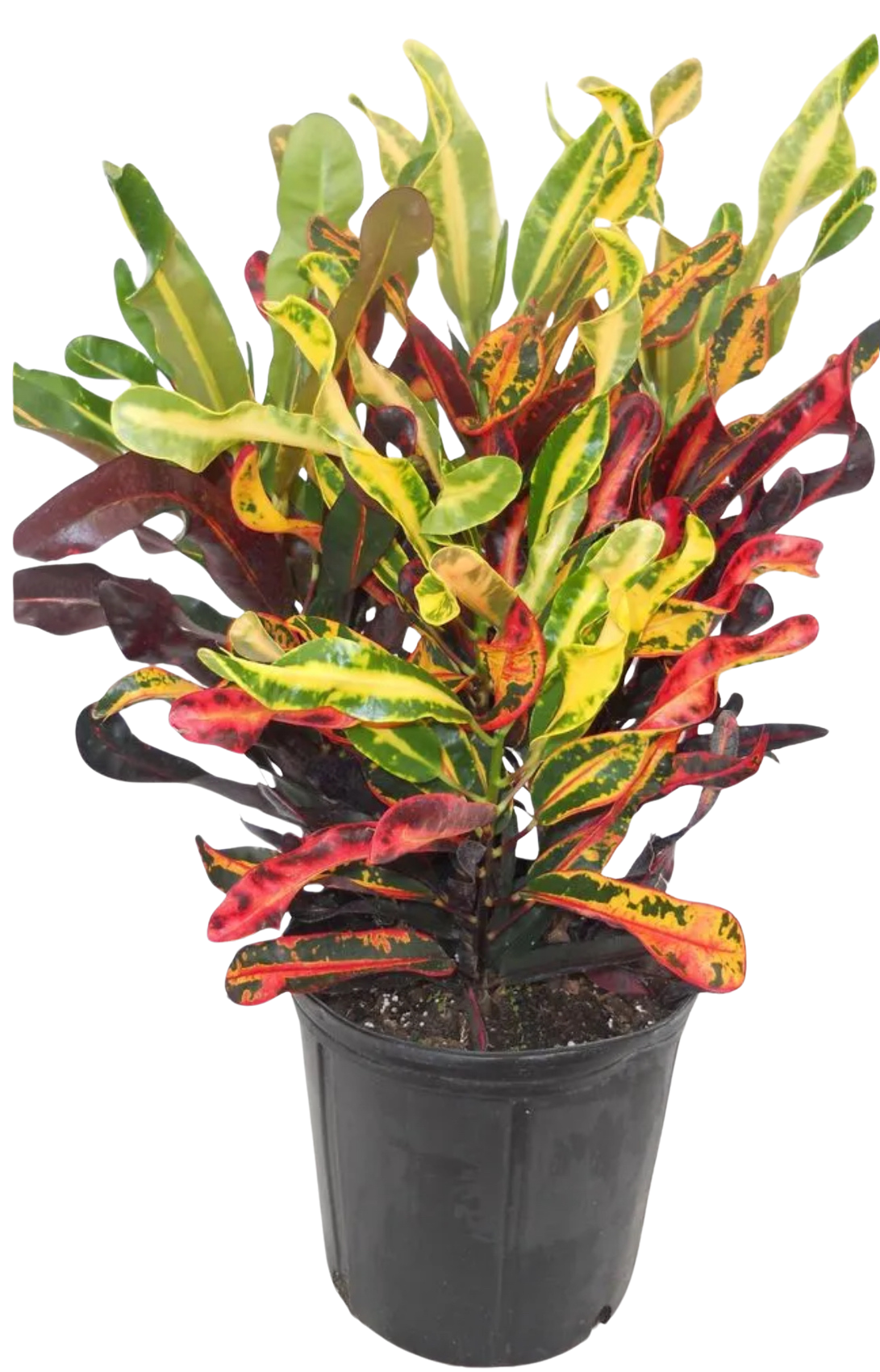 Croton – Codiaeum Variegatum ‘Mammey’