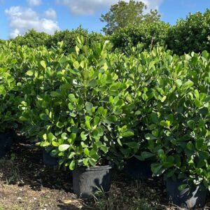 Small Leaf Clusia – Clusia Guttifera