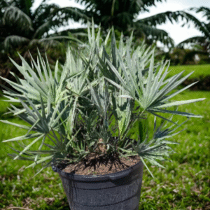 Silver Saw Palmetto – Serenoa Repens ‘Cinerea’
