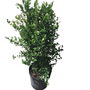 Simpson’s Stopper, Twinberry (Tree) – Myrcianthes Fragrans