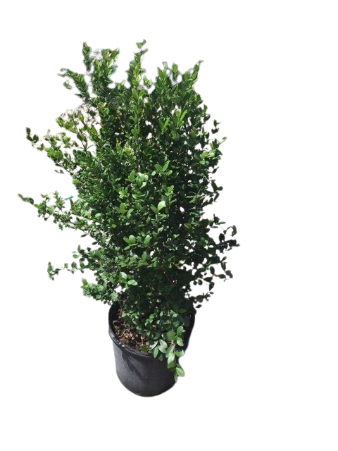 Simpson’s Stopper, Twinberry (Tree) – Myrcianthes Fragrans