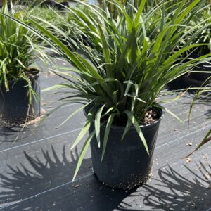 Lilyturf – Liriope Muscari ‘Evergreen Giant’