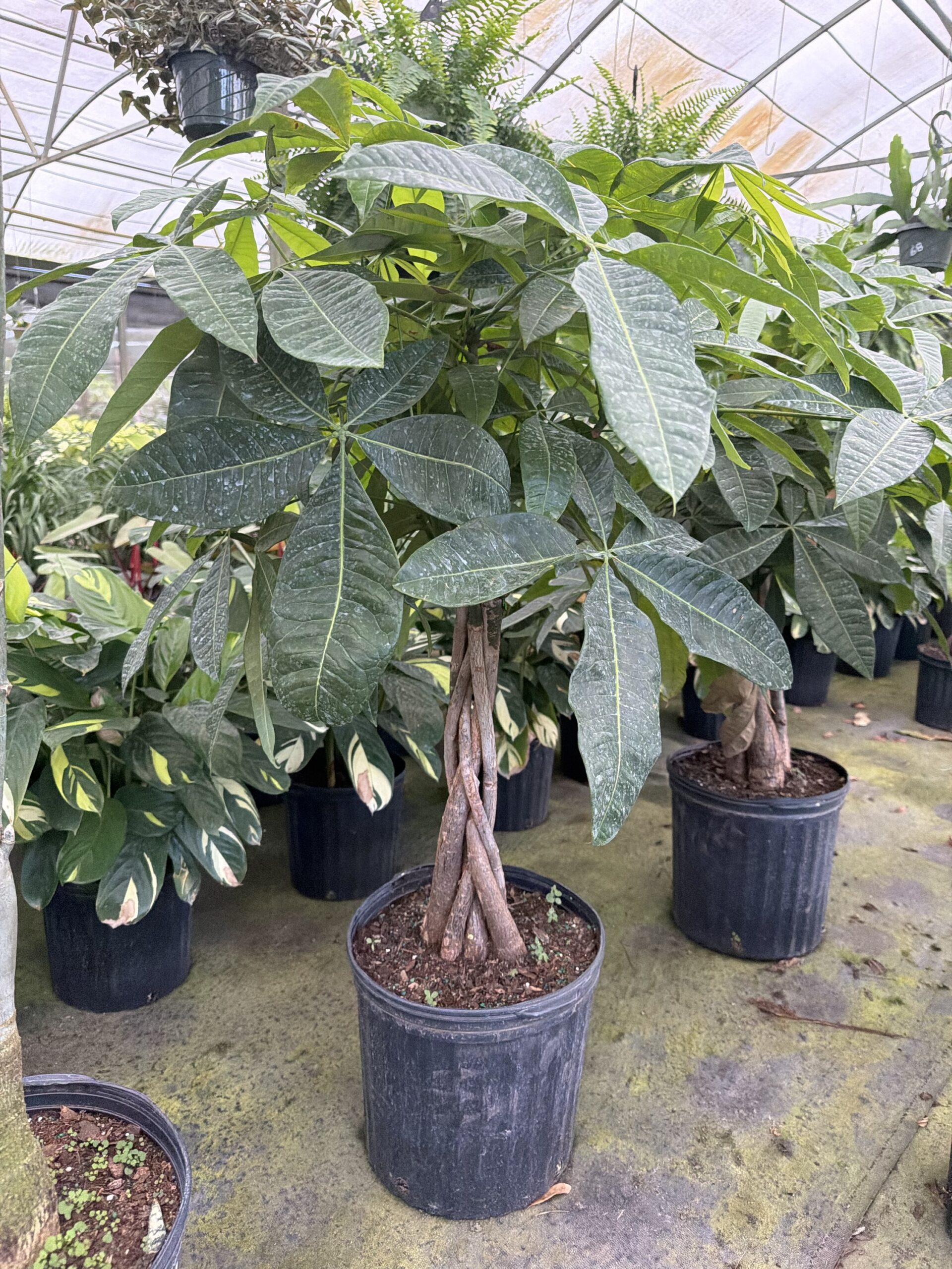 Water Chestnut, Guiana Chestnut, Money Tree – Pachira Aquatica - Image 2