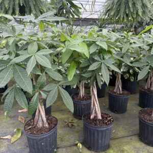 Water Chestnut, Guiana Chestnut, Money Tree – Pachira Aquatica