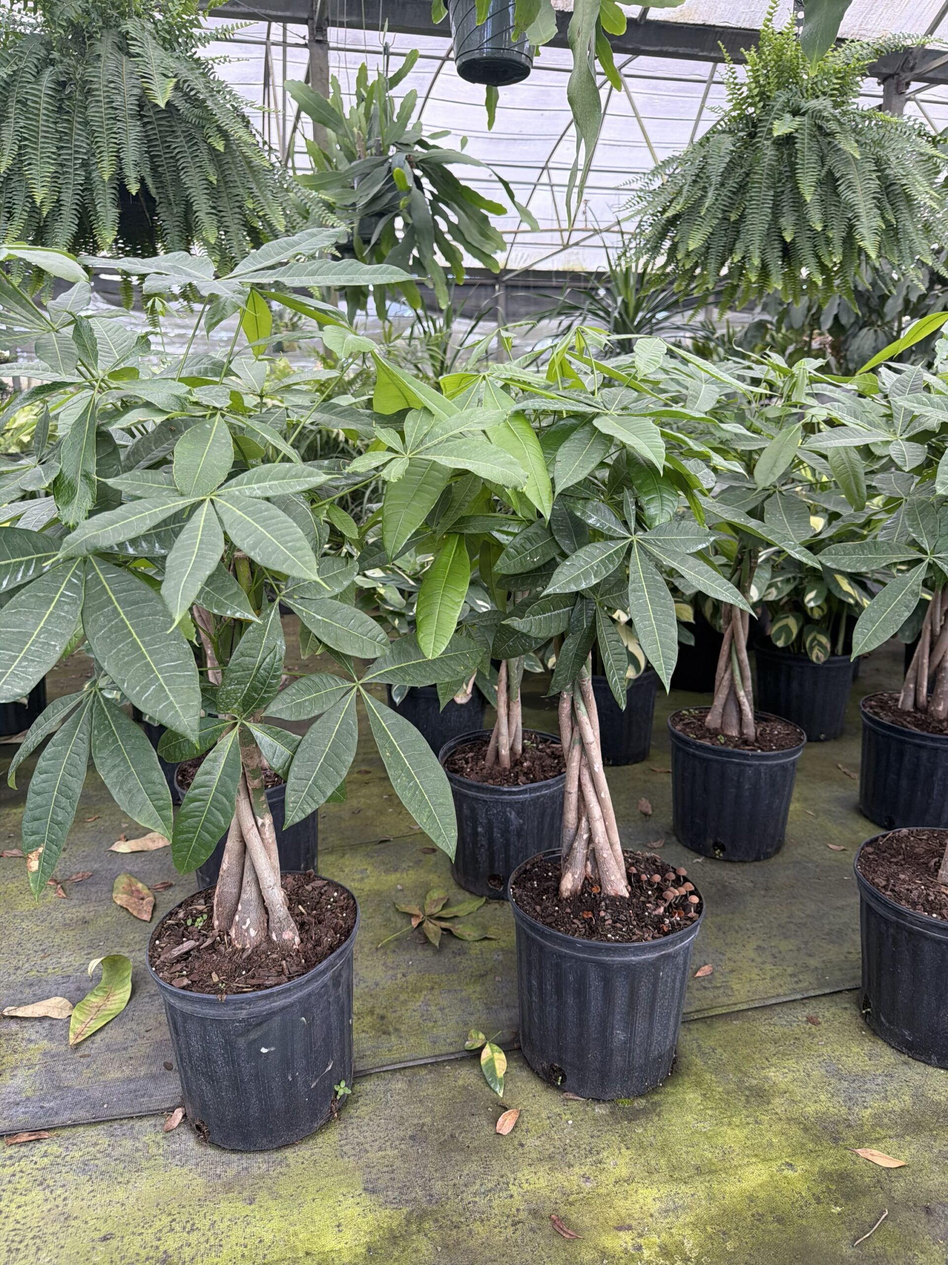 Water Chestnut, Guiana Chestnut, Money Tree – Pachira Aquatica