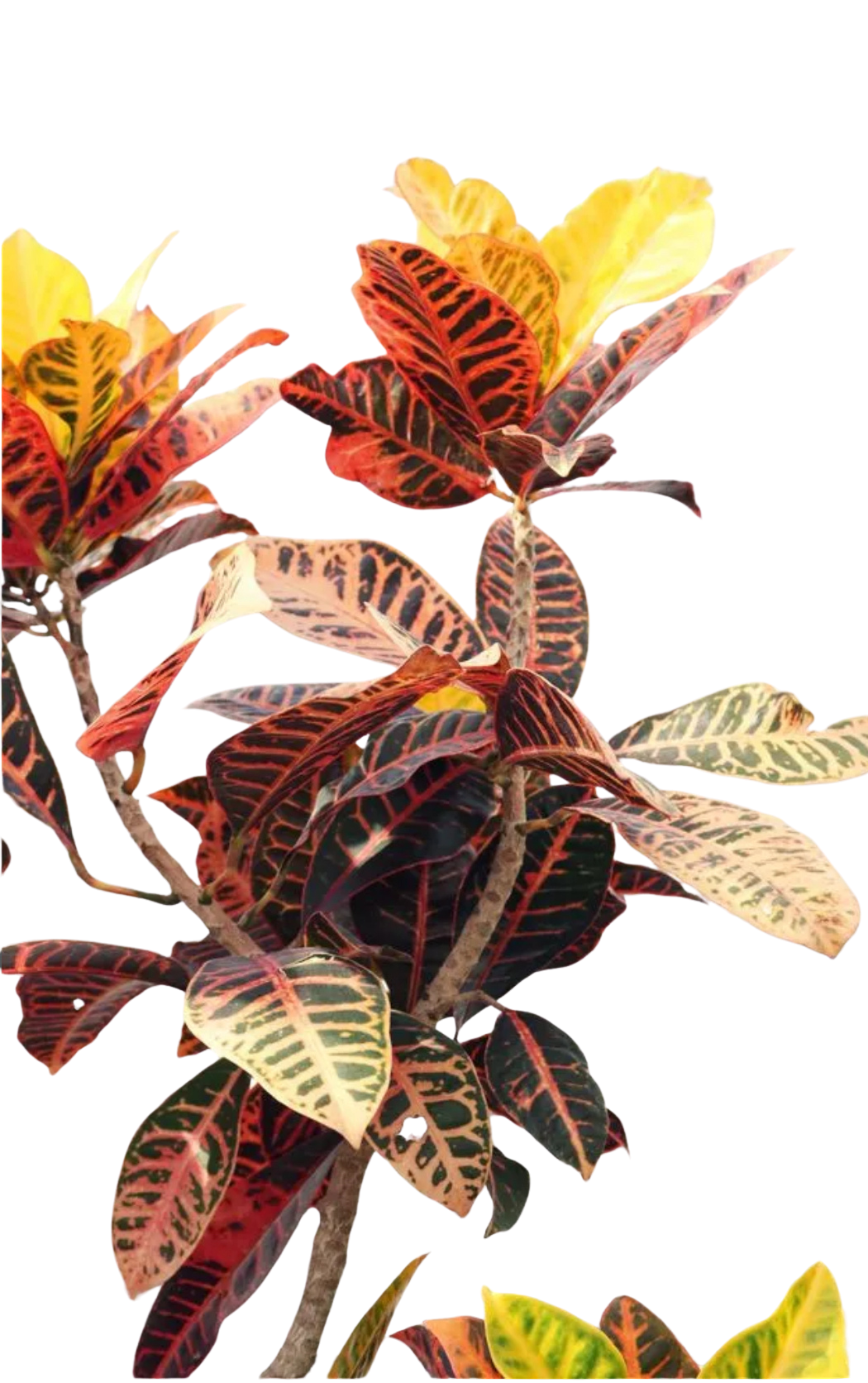 Croton – Codiaeum Variegatum ‘Zanzibar’ - Image 3