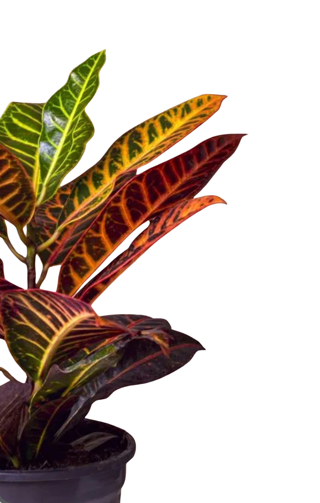 Croton – Codiaeum Variegatum ‘Zanzibar’ - Image 2