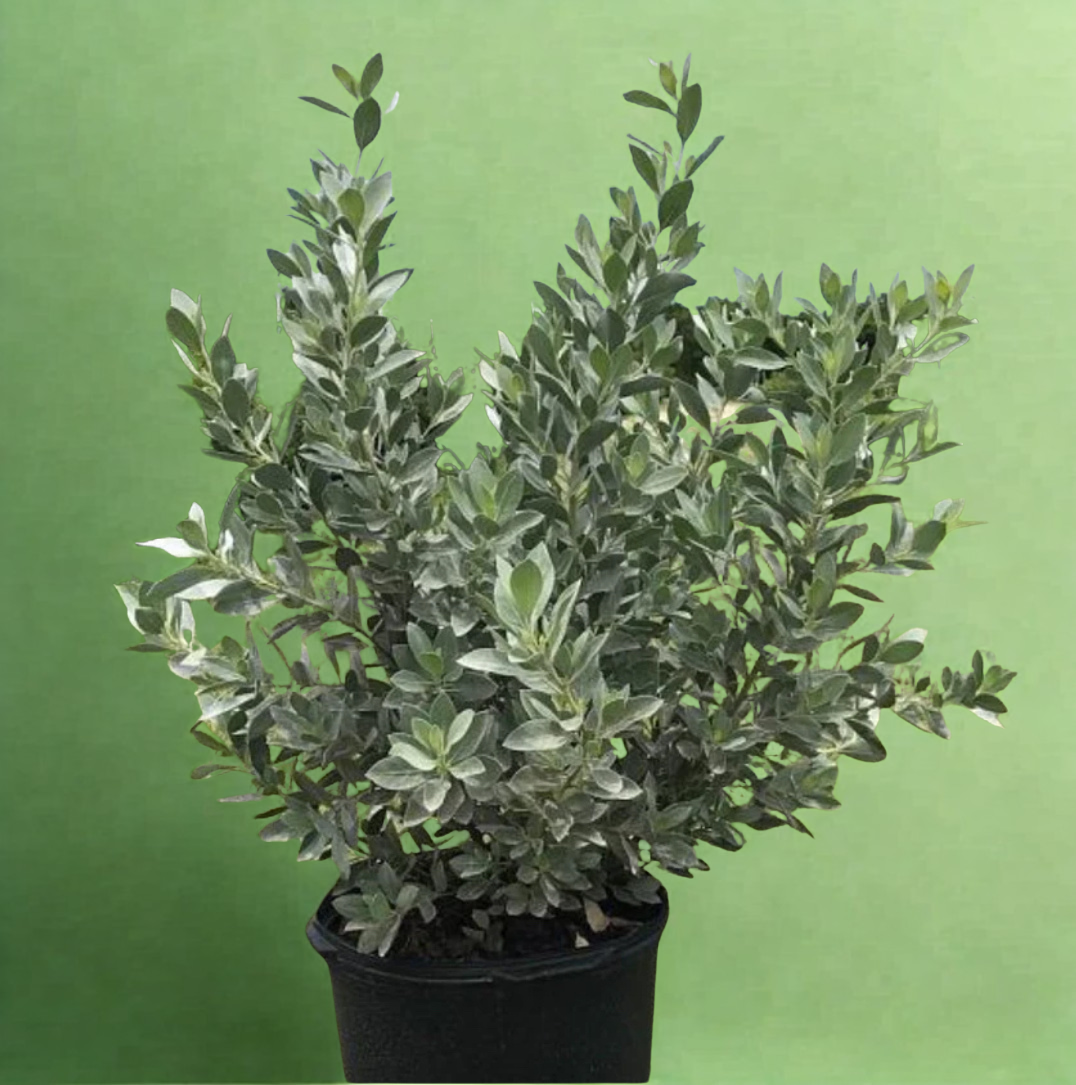 Silver Buttonwood (Bush) – Conocarpus Erectus ‘Sericeus’ - Image 2