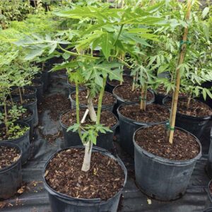 Papaya Red Lady