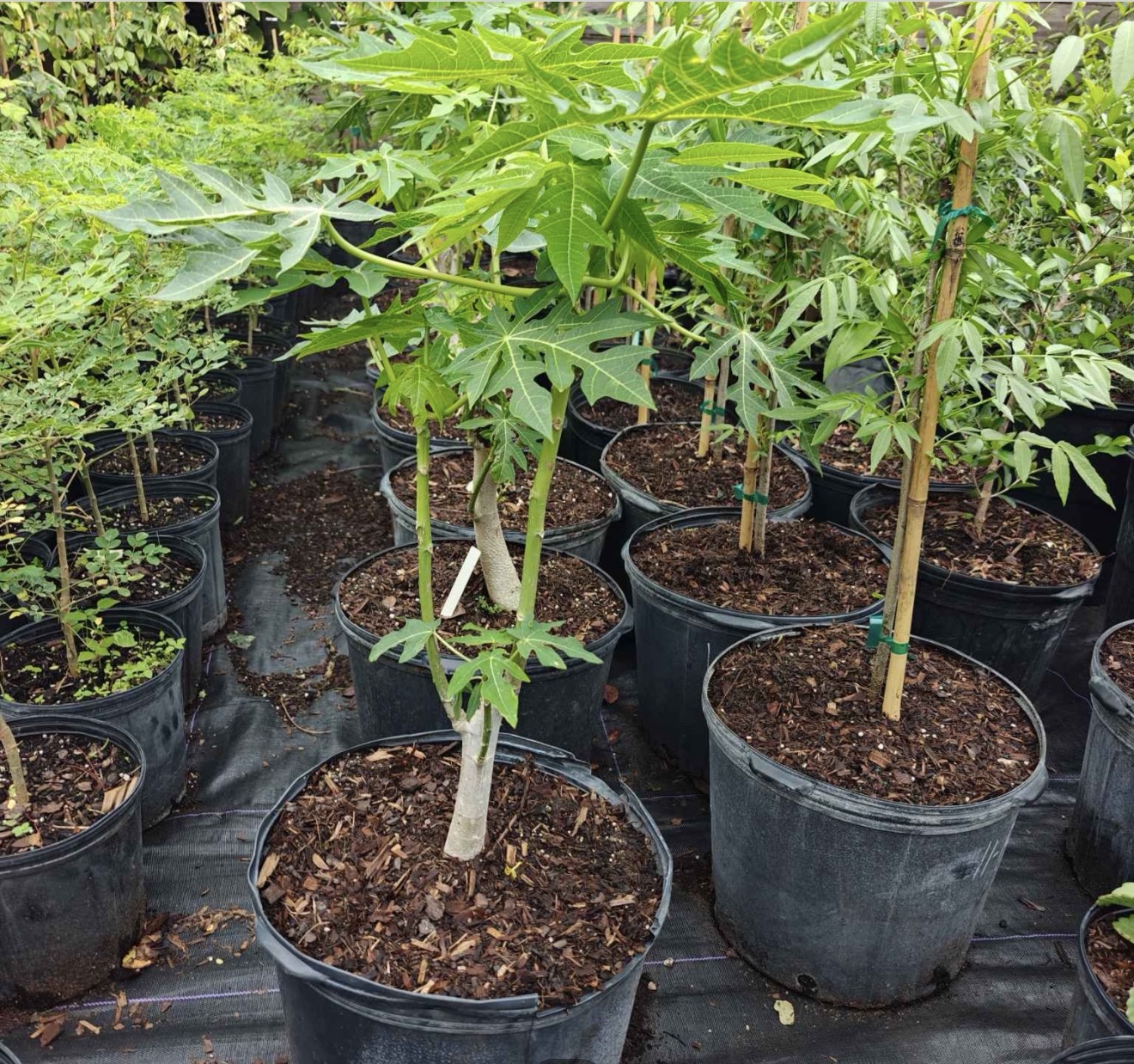 Papaya Red Lady - Image 3