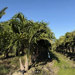 Cristmas Palm - Adonidia merrillii