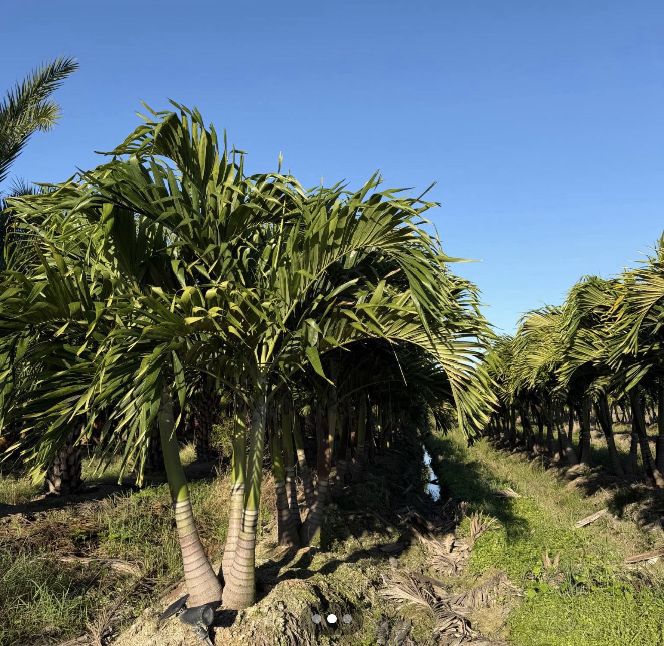 Cristmas Palm - Adonidia merrillii