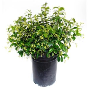 Star Jasmine (Trachelospermum)