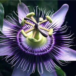 Purple-Passion-Fruit