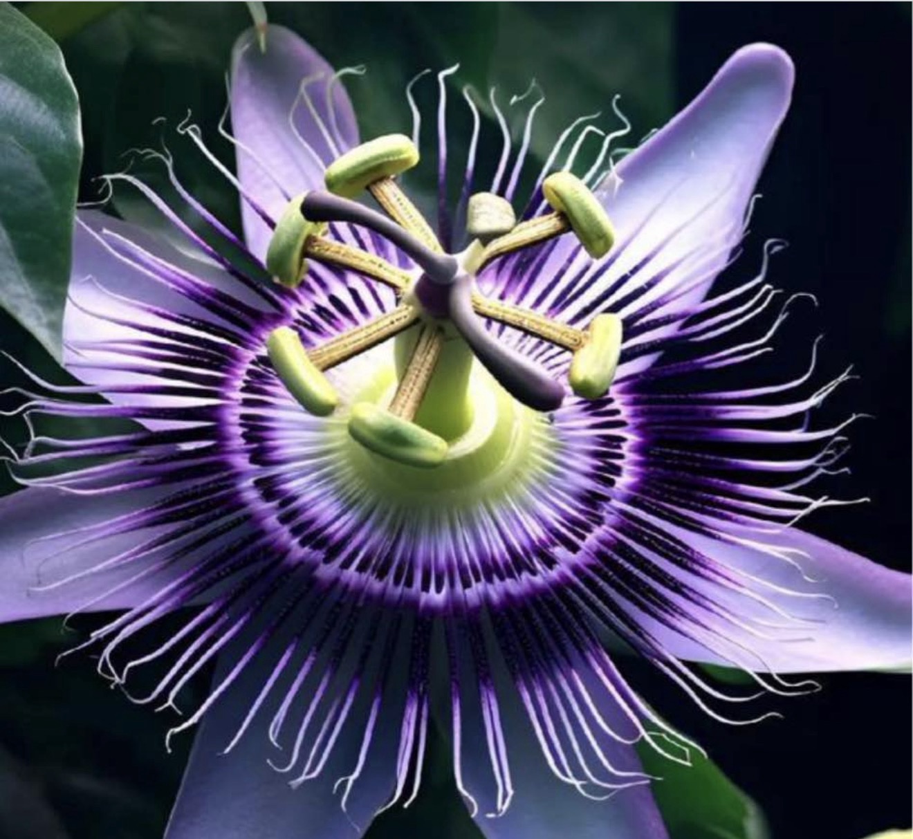 Purple-Passion-Fruit