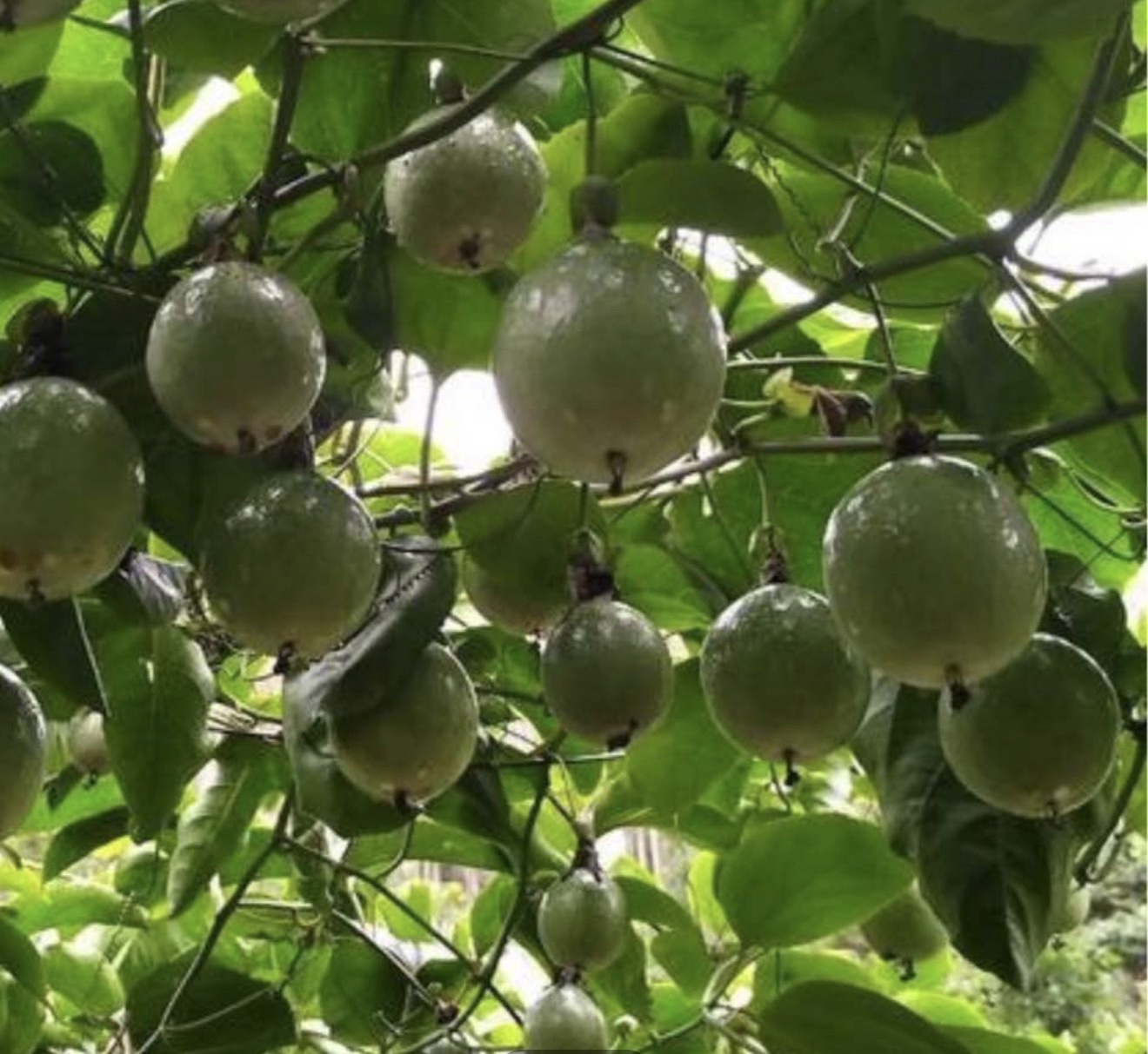 Purple-Passion-Fruit - Image 2