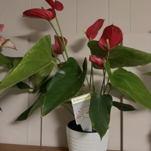 Ruffled Anthurium, Frilled Anthurium – Anthurium Plowmanii ‘Fruffles’