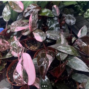 Philodendron Pink- Princess