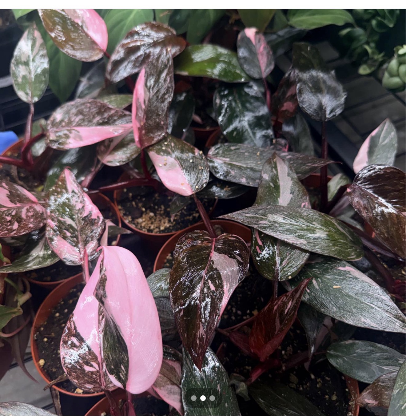 Philodendron Pink- Princess