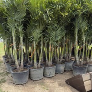 Cristmas Palm - Adonidia merrillii