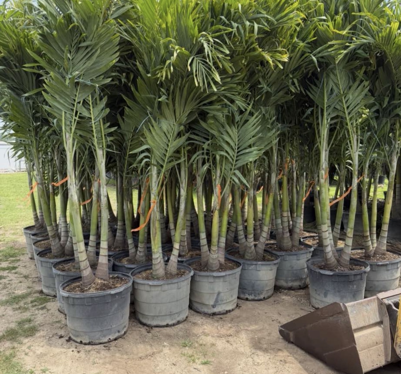 Cristmas Palm - Adonidia merrillii