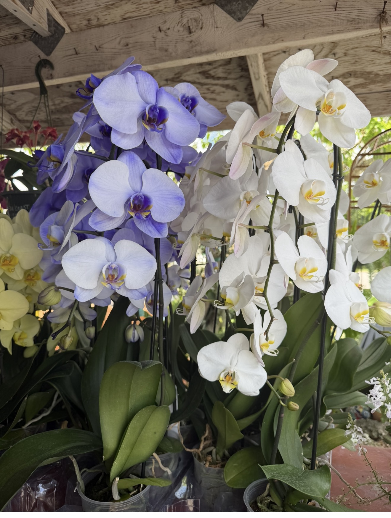Orquídea Phalaenopsis Premium (Moth Orchid) - Image 3
