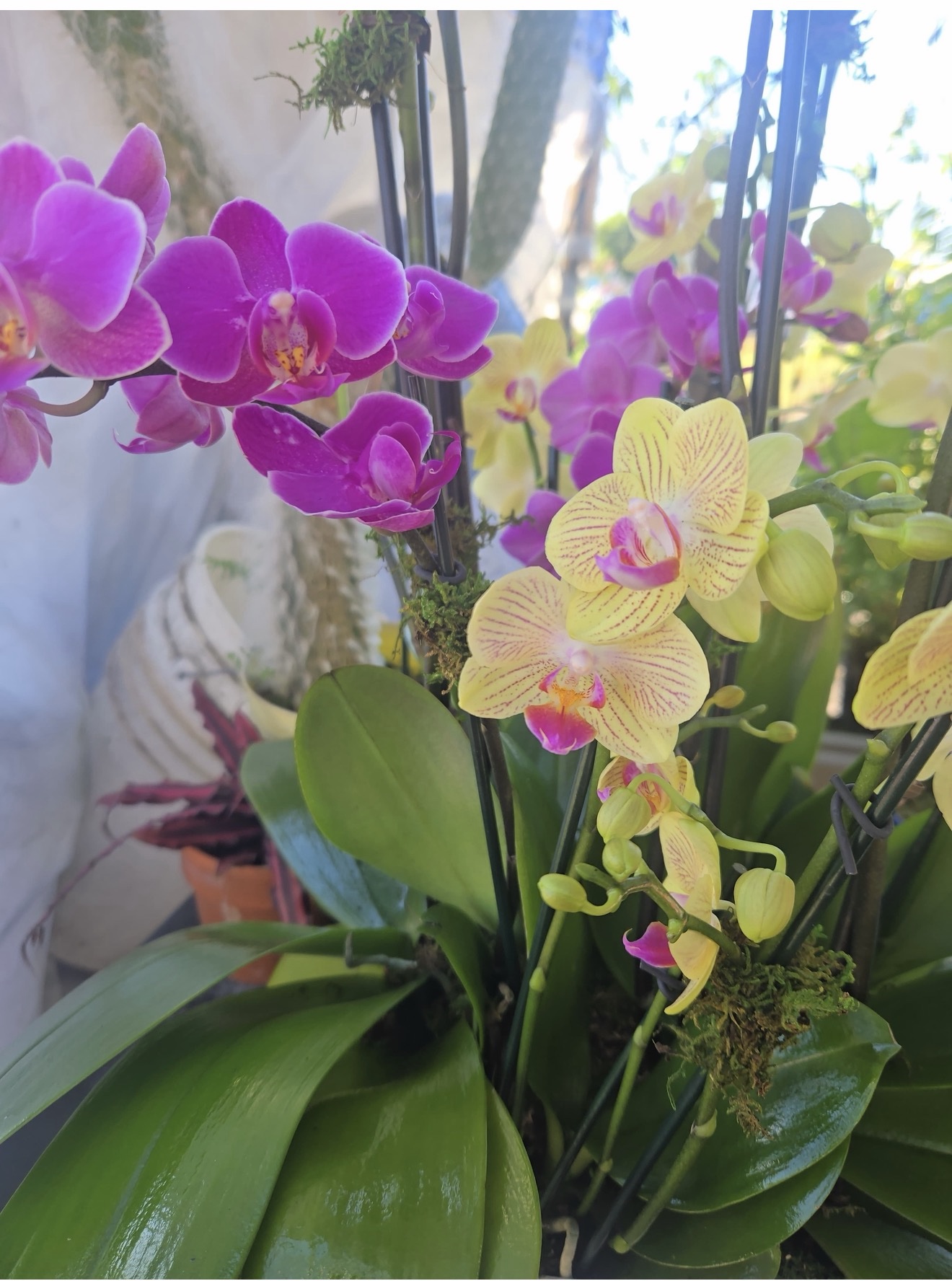 Orquídea Phalaenopsis Premium (Moth Orchid) - Image 2