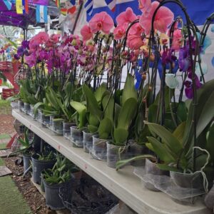 Orquídea Phalaenopsis Premium (Moth Orchid)