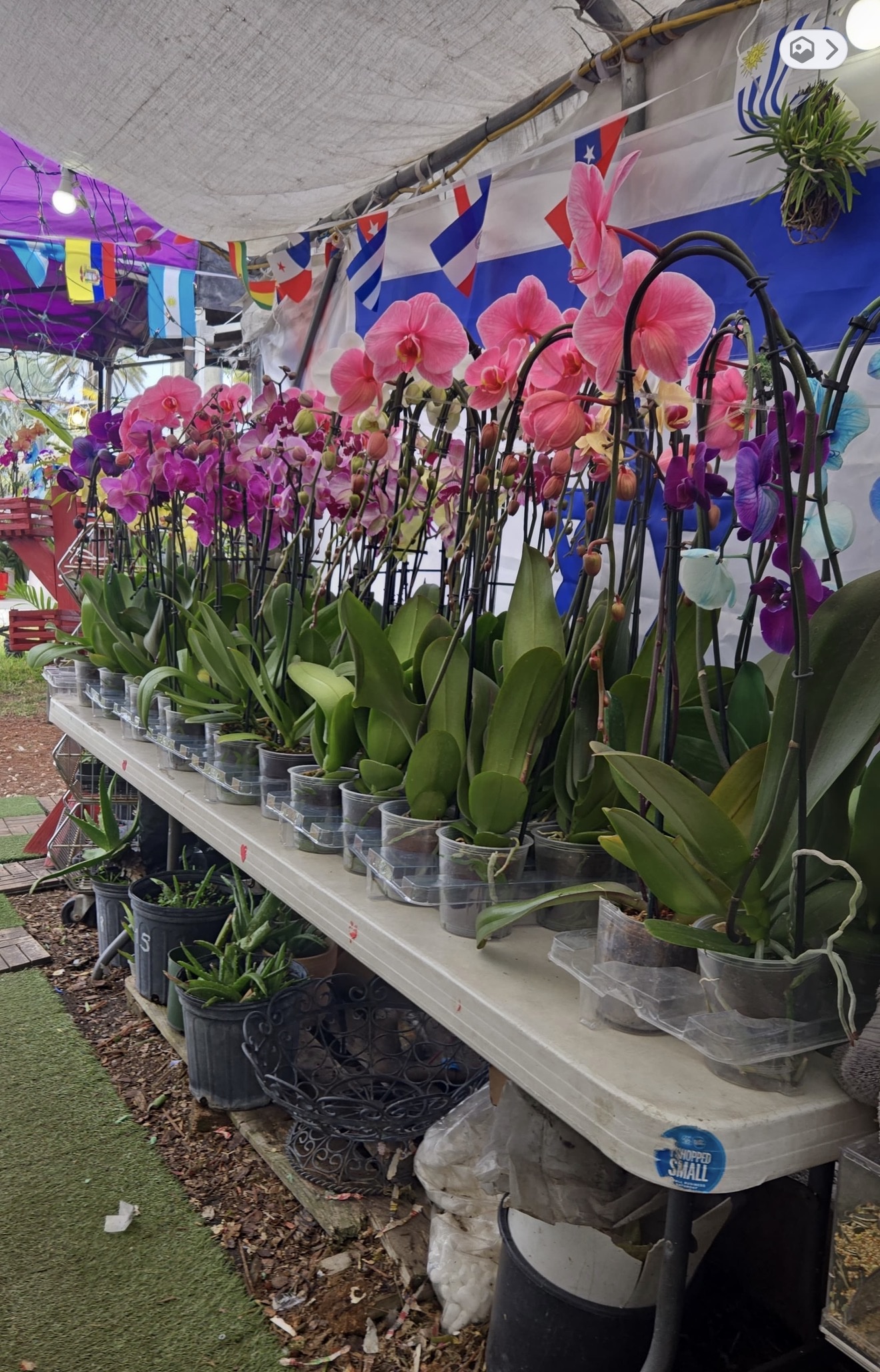 Orquídea Phalaenopsis Premium (Moth Orchid)