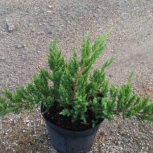 Shore Juniper – Juniperus Conferta ‘Blue Pacific’
