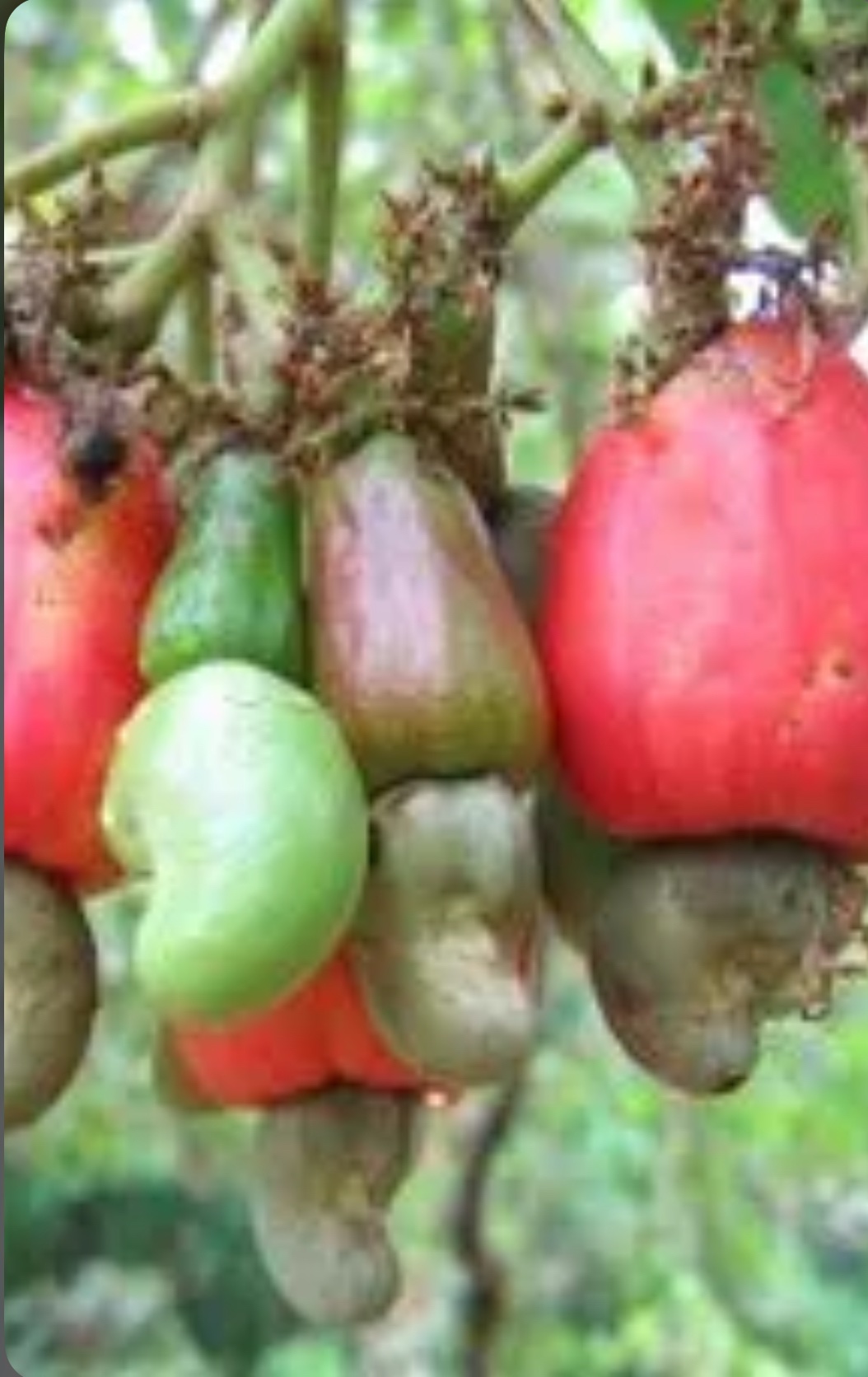 Anacardium Occidentale (Marañon) - Image 2